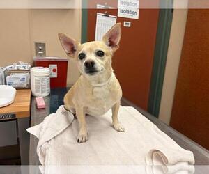 Chihuahua-Unknown Mix Dogs for adoption in Rancho Cucamonga, CA, USA