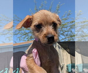 Chihuahua-Unknown Mix Dogs for adoption in Tempe , AZ, USA