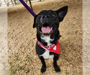 Mutt Dogs for adoption in Atlanta, GA, USA