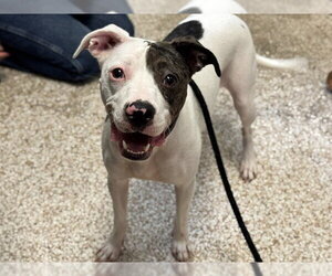 Mutt Dogs for adoption in Pueblo, CO, USA