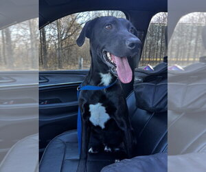 Labrador Retriever-Unknown Mix Dogs for adoption in Boston, MA, USA