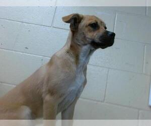 German Shepherd Dog Dogs for adoption in Downey, CA, USA