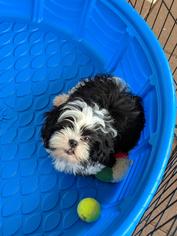 Shih Tzu Dogs for adoption in Commerce, GA, USA