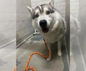 Small Alusky