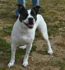 Border Collie-Bulldog Mix Dogs for adoption in Akron, OH, USA