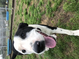 Borador Dogs for adoption in Fresno, CA, USA