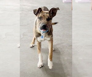 Plott Hound-Unknown Mix Dogs for adoption in Genesee, WI, USA