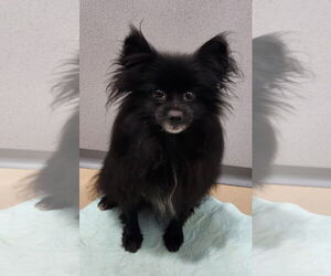 Pomeranian Dogs for adoption in Walnutport, PA, USA