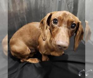 Dachshund-Unknown Mix Dogs for adoption in San Antonio, TX, USA