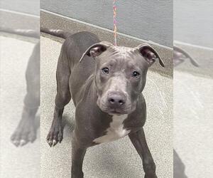 American Pit Bull Terrier-Unknown Mix Dogs for adoption in Las Vegas, NV, USA