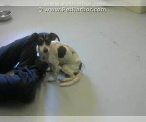 Raggle Dogs for adoption in Corpus Christi, TX, USA