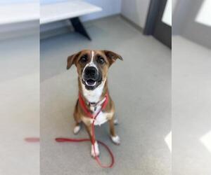 Beagle-Border Collie Mix Dogs for adoption in San Martin, CA, USA