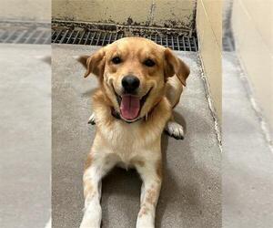 Labrador Retriever-Unknown Mix Dogs for adoption in Waco, TX, USA