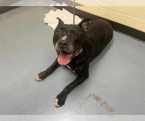 American Pit Bull Terrier Dogs for adoption in Denver, CO, USA