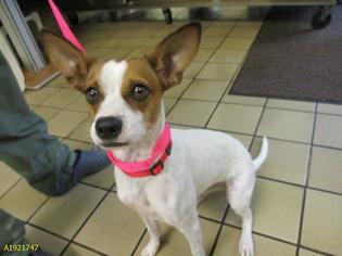 Parson Russell Terrier Dogs for adoption in West Palm Beach, FL, USA