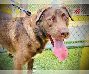 Labrador Retriever-Unknown Mix Dogs for adoption in Orlando, FL, USA