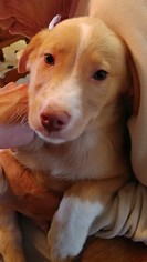 Golden Labrador Dogs for adoption in Newark, DE, USA