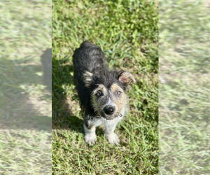 Mutt Dogs for adoption in SHERBURNE, NY, USA