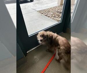 Chihuahua Dogs for adoption in Newton, NC, USA