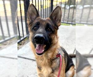 German Shepherd Dog Dogs for adoption in Woodland, CA, USA