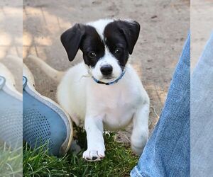 Pointer-Unknown Mix Dogs for adoption in Minneapolis, MN, USA