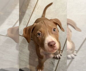 American Pit Bull Terrier-Unknown Mix Dogs for adoption in Clarkston, MI, USA