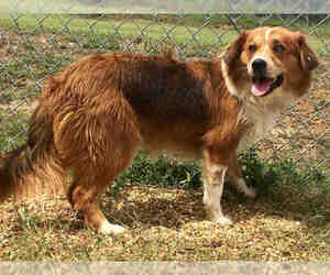 Border Collie Dogs for adoption in Augusta, GA, USA