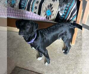 Labrador Retriever Dogs for adoption in Aurora, IN, USA