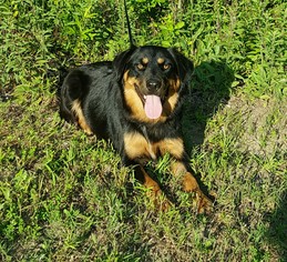 Border-Aussie Dogs for adoption in Social Circle, GA, USA