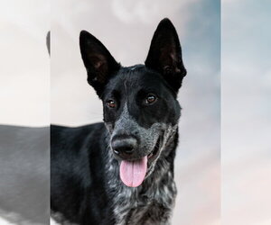 Australian Kelpie-Pointer Mix Dogs for adoption in Pasadena, CA, USA