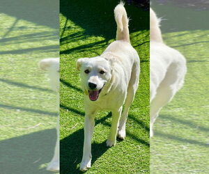 Labrenees Dogs for adoption in Ellijay, GA, USA