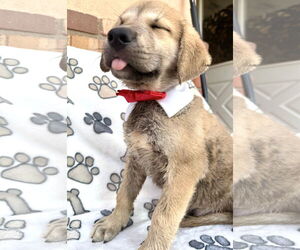 Mutt Dogs for adoption in Goodyear, AZ, USA