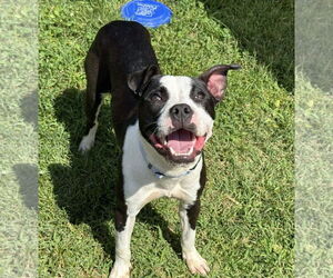 American Pit Bull Terrier-Unknown Mix Dogs for adoption in Millersville, MD, USA
