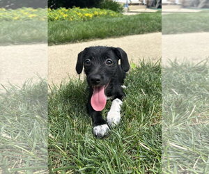 Mutt Dogs for adoption in Wheaton, IL, USA
