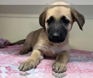 Shepradors Dogs for adoption in Orange, CA, USA