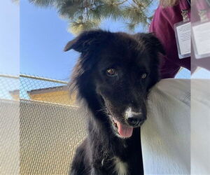 German Shepherd Dog Dogs for adoption in Downey, CA, USA