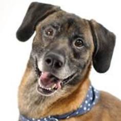 Mutt Dogs for adoption in Amelia, OH, USA
