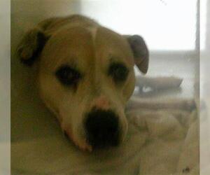 Mutt Dogs for adoption in Sanford, FL, USA