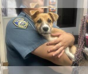 Mutt Dogs for adoption in Stockton, CA, USA