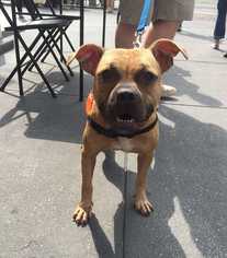 Bullboxer Pit Dogs for adoption in Woodside, NY, USA