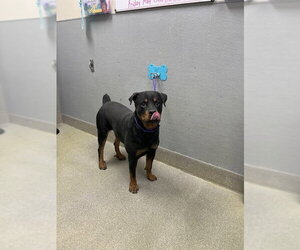 Rottweiler-Unknown Mix Dogs for adoption in Las Vegas, NV, USA