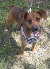 Meagle Dogs for adoption in Pembroke, GA, USA