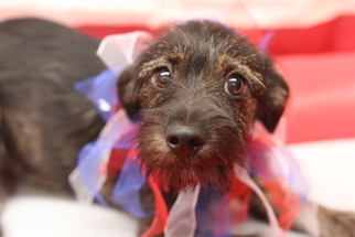 Mutt Dogs for adoption in Phoenix , AZ, USA