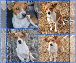 Dachshund-Unknown Mix Dogs for adoption in Blacksburg, SC, USA