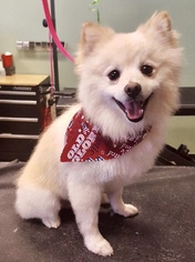 Pomeranian Dogs for adoption in Kent, OH, USA