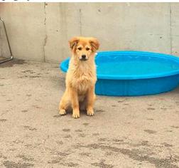 Golden Retriever Dogs for adoption in Mission, KS, USA