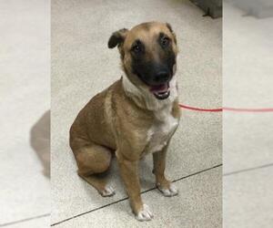 German Shepherd Dog Dogs for adoption in Riverside, CA, USA