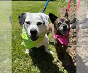 Chihuahua-Unknown Mix Dogs for adoption in Rockaway, NJ, USA