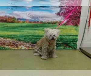 Lhasa Apso Dogs for adoption in Moreno Valley, CA, USA