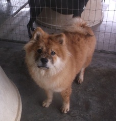 Chow Chow Dogs for adoption in Bonifay, MO, USA